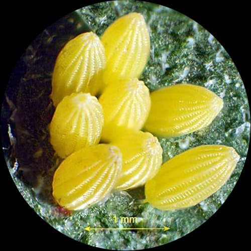 AmScope ZM-2TY Trinocular Zoom Microscope