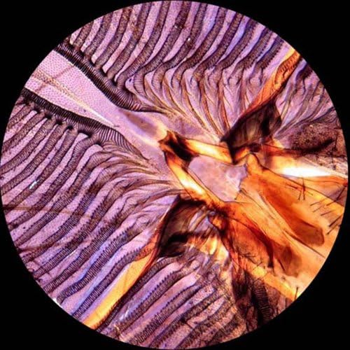 AmScope T490A-M Microscope 40X-1600X