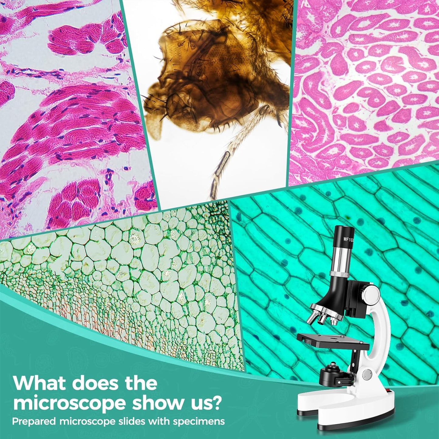 2400X Kids Microscope Science Kit